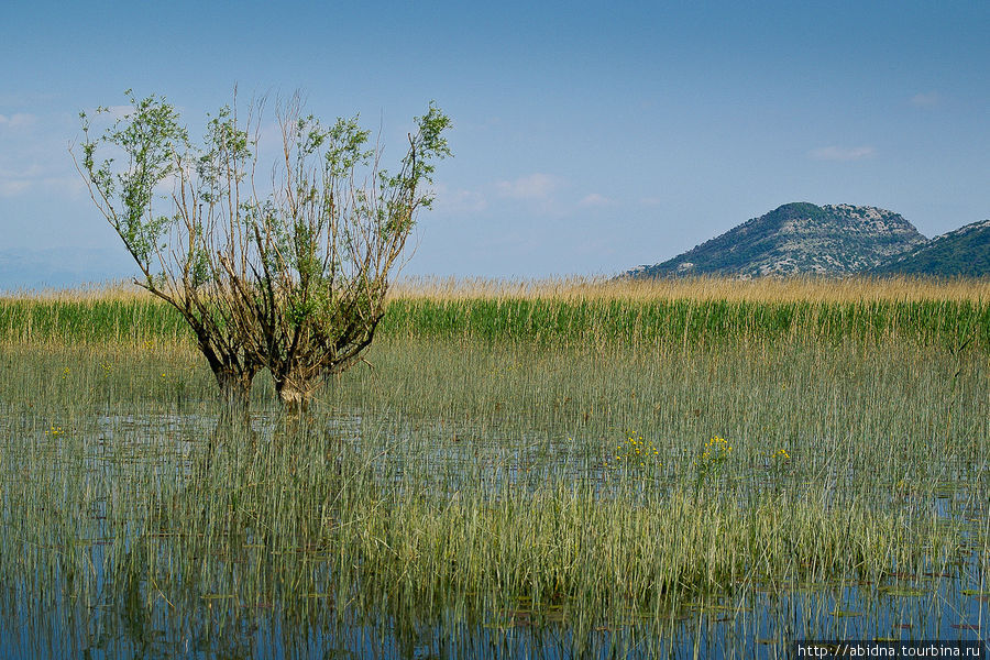 По берегам Скадарского озера Скадарское озеро, Черногория