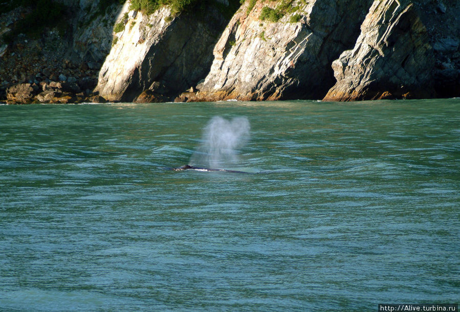 Фото-охота на китов по-аляскински Сьюард, CША