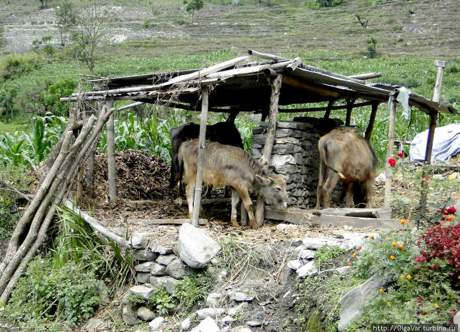 Коровник Наяпул, Непал