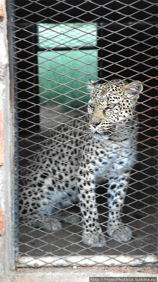 Леопард Солитейр, Намибия