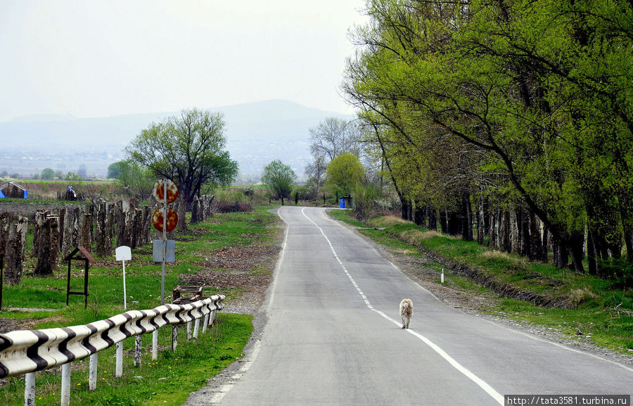 Дороги Кахетии Кахетия, Грузия