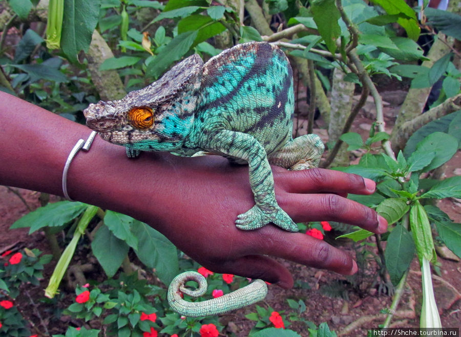 2012-му году дракона привет из Мадагаскара. Хамелеоны Мураманга, Мадагаскар