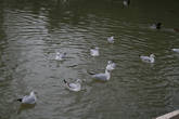 январский пруд в парке Монсо