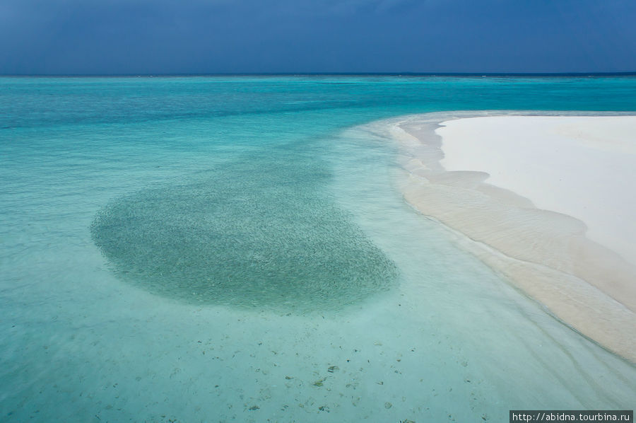 Это пятно в воде — косяк мелких рыбок! Мальдивские острова