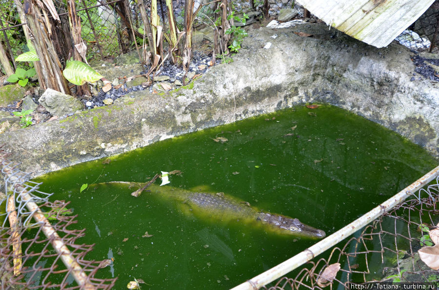 теперь понятно как крокодилы страновятся зелеными? их красят! :) Остров Самуи, Таиланд