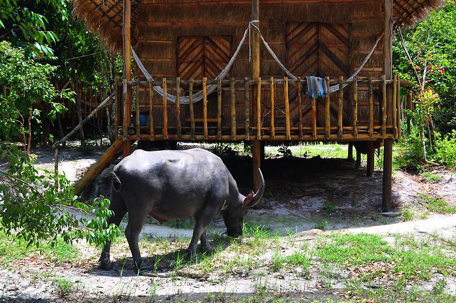 Живи в домике на дереве на райском острове... Бесплатно! Кох-Ронг, Камбоджа