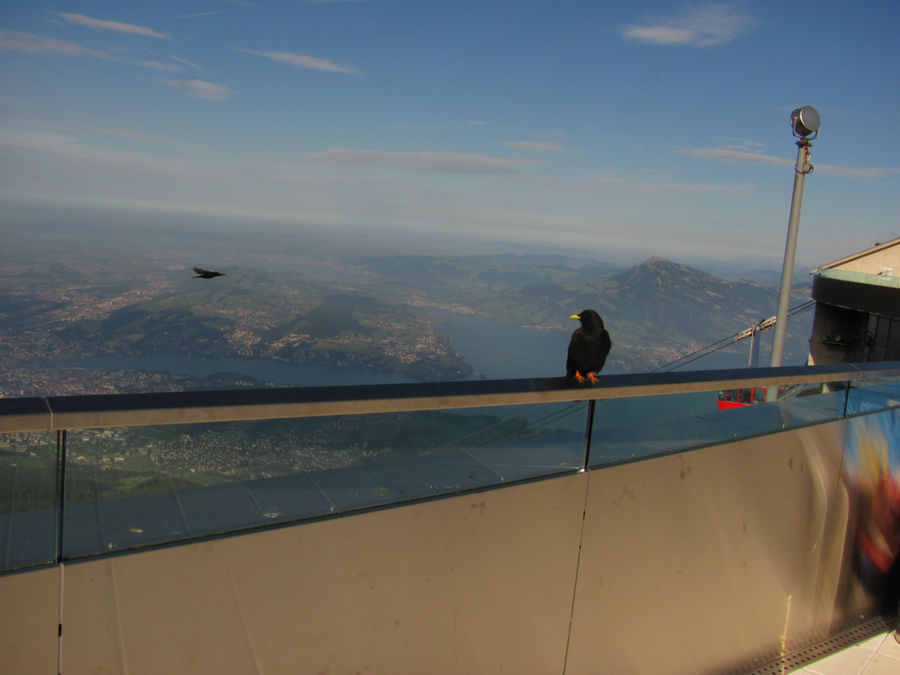 из рук можно покормить этих забавных птиц Люцерн, Швейцария