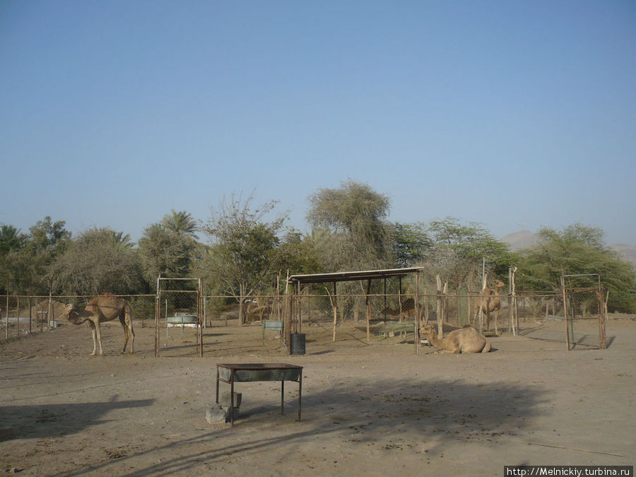 Верблюжья ферма недалеко от Рас-эль-Хаймы Рас-эль-Хайма, ОАЭ