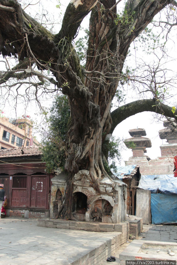 Дерево на площади Дурбар Катманду, Непал
