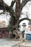 Дерево на площади Дурбар