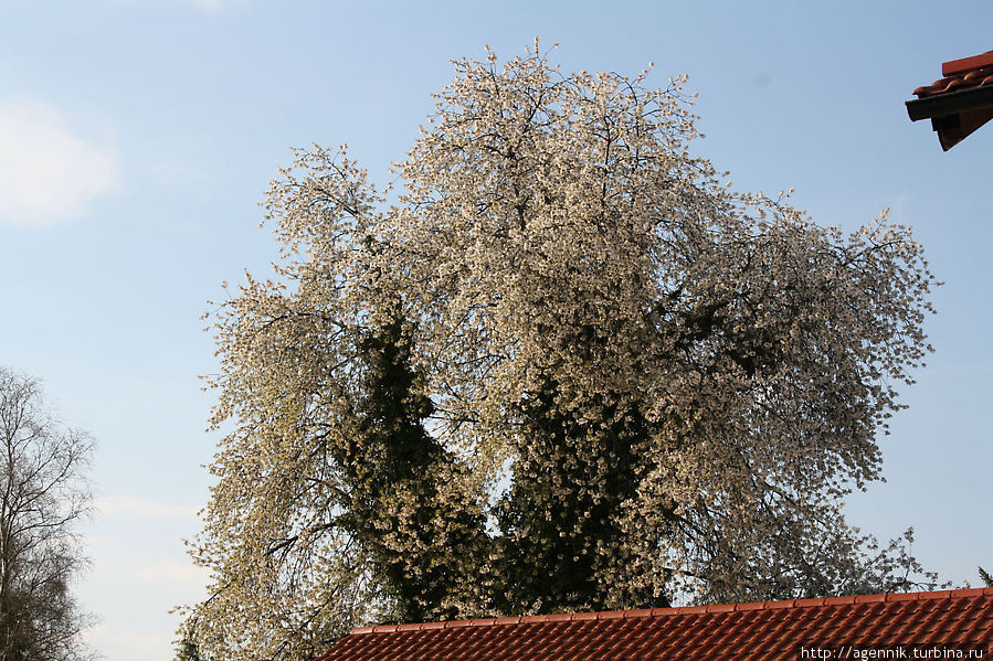 Что-то красиво цветет, так и не понял, что это за дерево Фрайлассинг, Германия