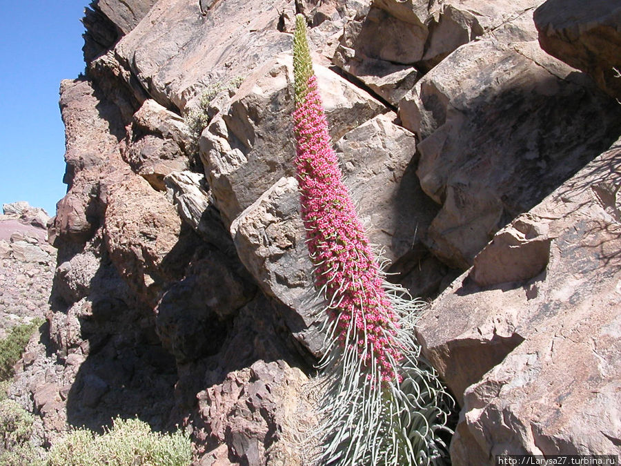 Вот он — тот первый цветок, который мы увидели Национальный парк Тейде, остров Тенерифе, Испания