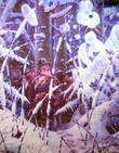Последователи Сусанина. 1812 год. Житель Смоленской губернии Семен Шелаев заморозил в лесу большой отряд армии Наполеона.