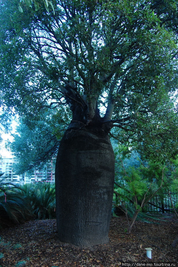 Дерево Брисбен, Австралия