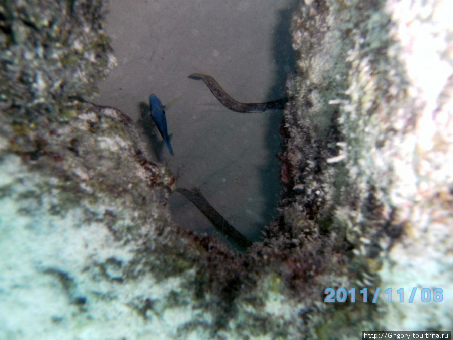 Обитатели рифа- кормление мурены Доминиканская Республика
