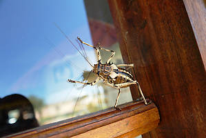 Странное насекомое на окне отеля