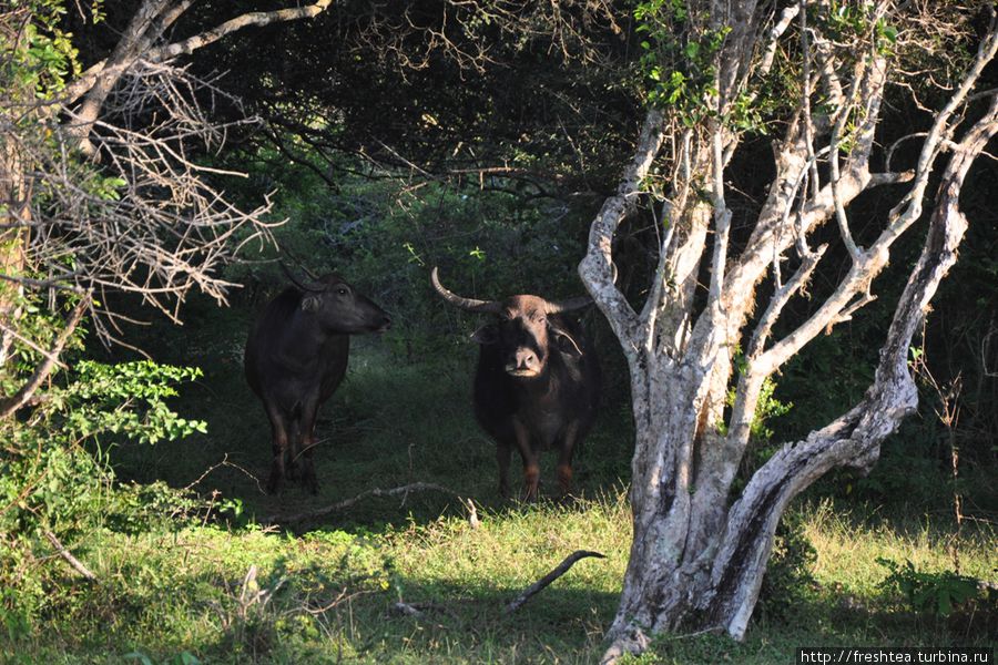 В парке, кроме водных буйволов, встречаются их близкие родичи — буйволы сухопутные. В марте у них прибавка в стаде. Шри-Ланка