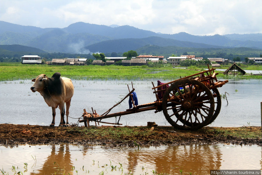 Арба как вид транспорта Штат Шан, Мьянма