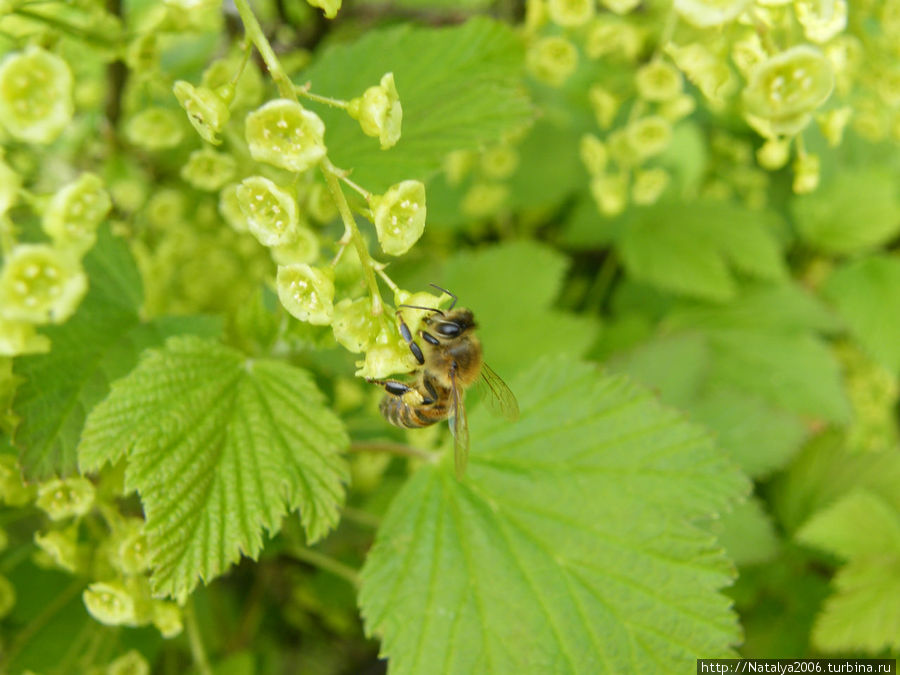 Постимяки. Пчела за данью полевой летит из кельи восковой :-) Порвоо, Финляндия
