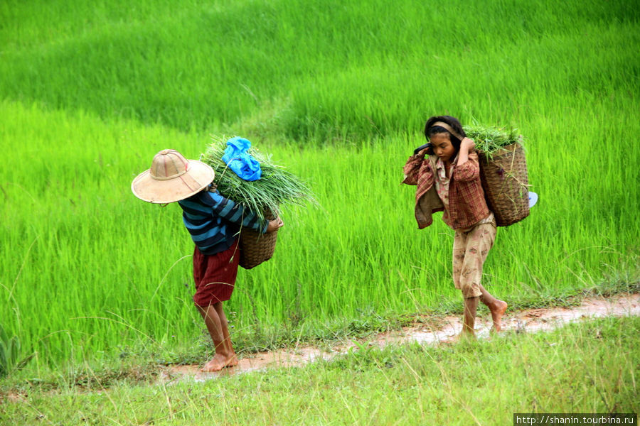 Детский труд — без него никуда Штат Шан, Мьянма