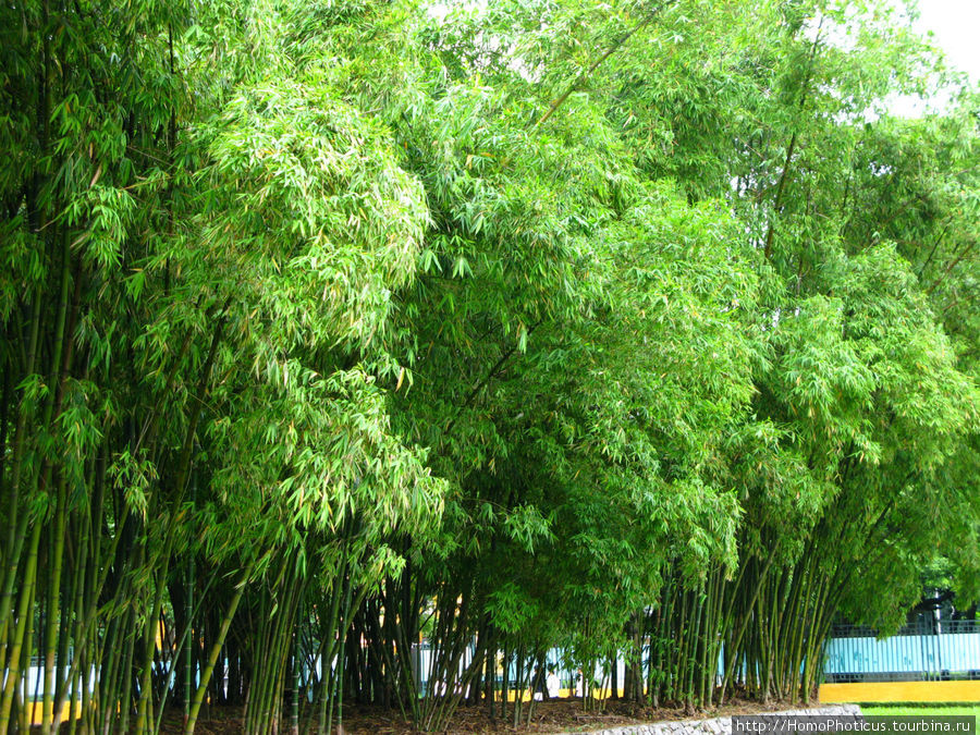 Бамбук на территории архитектурного ансамбля мавзолея Хо Ши Мина Ханой, Вьетнам