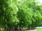 Бамбук на территории архитектурного ансамбля мавзолея Хо Ши Мина