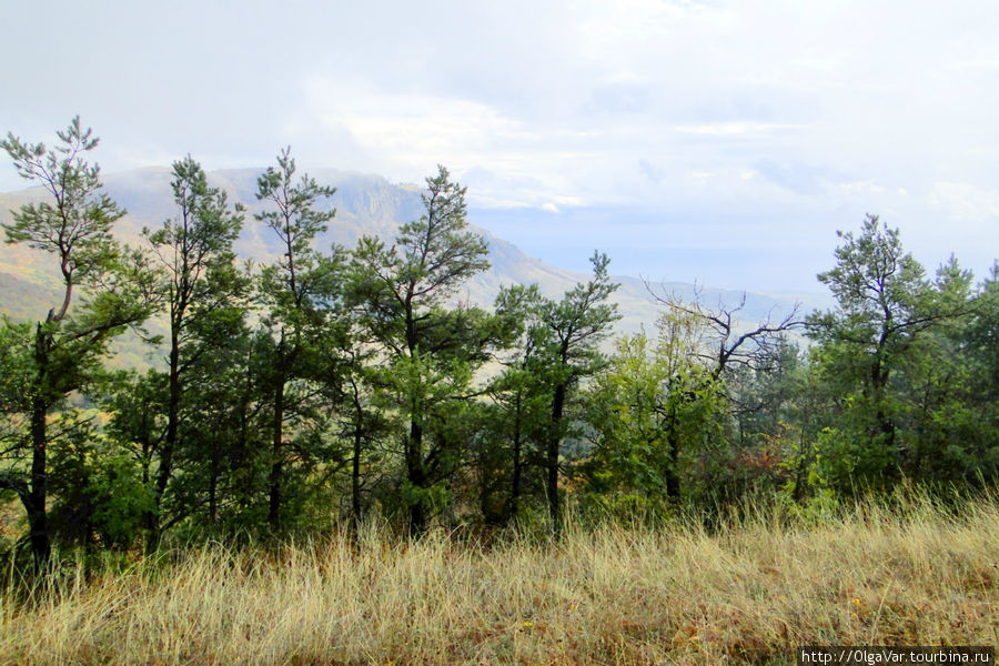 Лысый Иван и Кудрявая Марья Алушта, Россия