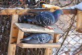 Голуби пытаются поесть из кормушек для мелких птиц