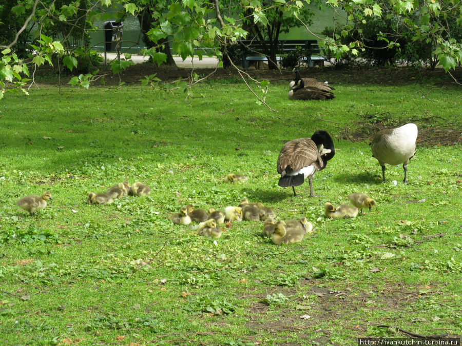 Птичье потомство — зрелище для детей и взрослых Дюссельдорф, Германия