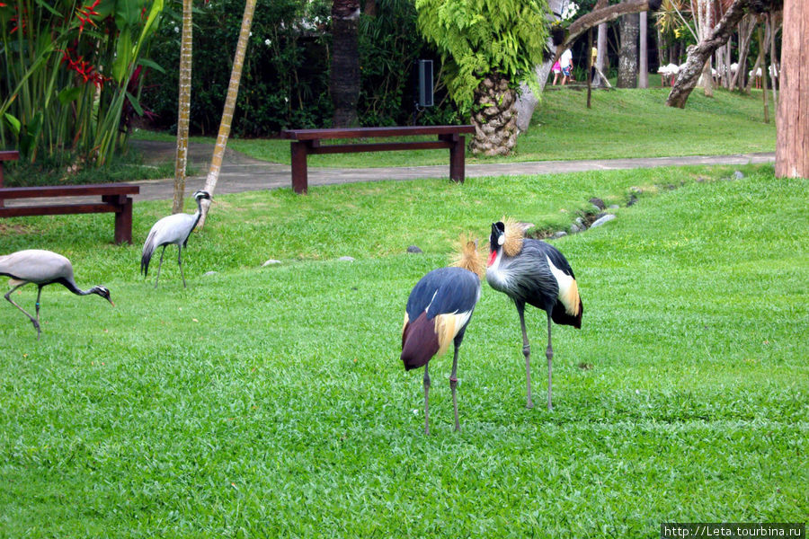 Парк птиц и рептилий Убуд, Индонезия