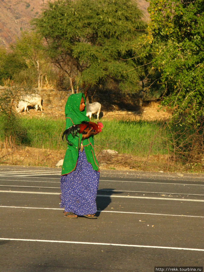 Девочка и петух. Штат Раджастан Индия