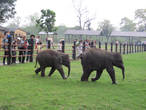 Начальным пунктом нашего путешествия был Национальный парк Читван. Вот такие забавные слонята резвились перед нами в слоновьем питомнике Читвана.