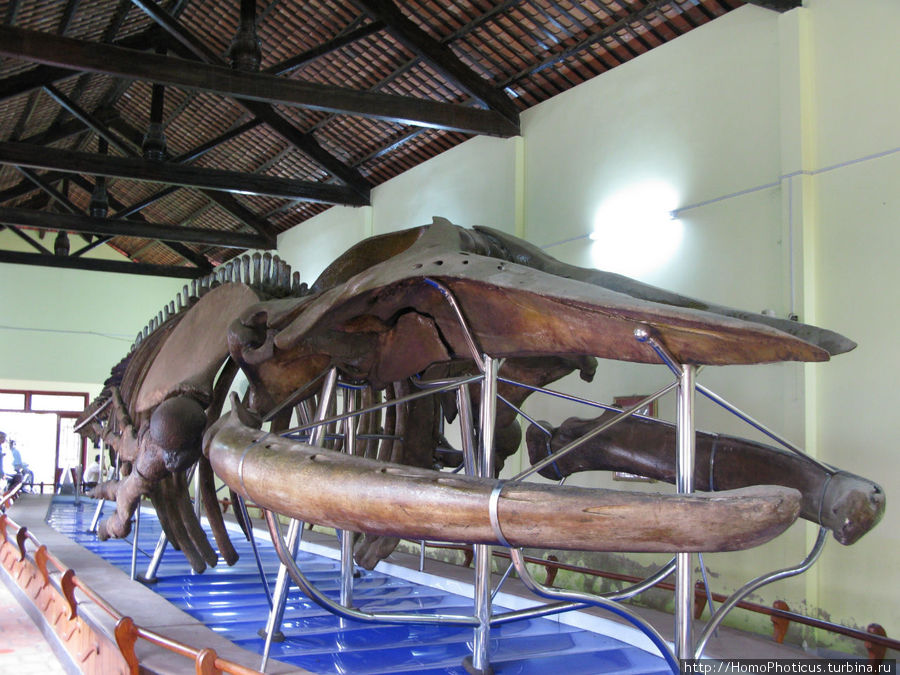 древний кит Фантхиет, Вьетнам