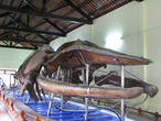 древний кит