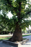 Вечный тополь — дерево пережило Сталинградскую битву и до сих пор зеленеет.