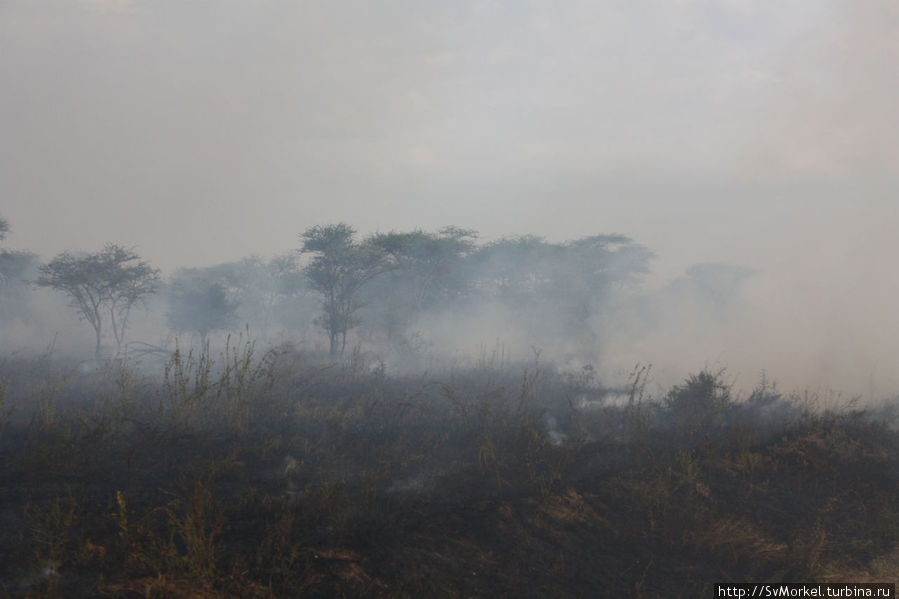 пожар в Серенгетти Аруша, Танзания