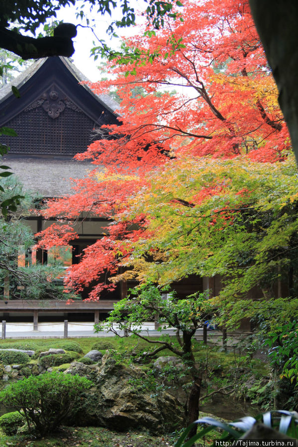 Наиболее красивый период длится всего неделю, когда на одном клёне можно увидеть листья четырёх цветов (зелёный, жёлтый, красный и фиолетовый). Более того, даже один листик бывает окрашен в 3-4 цвета. Киото, Япония