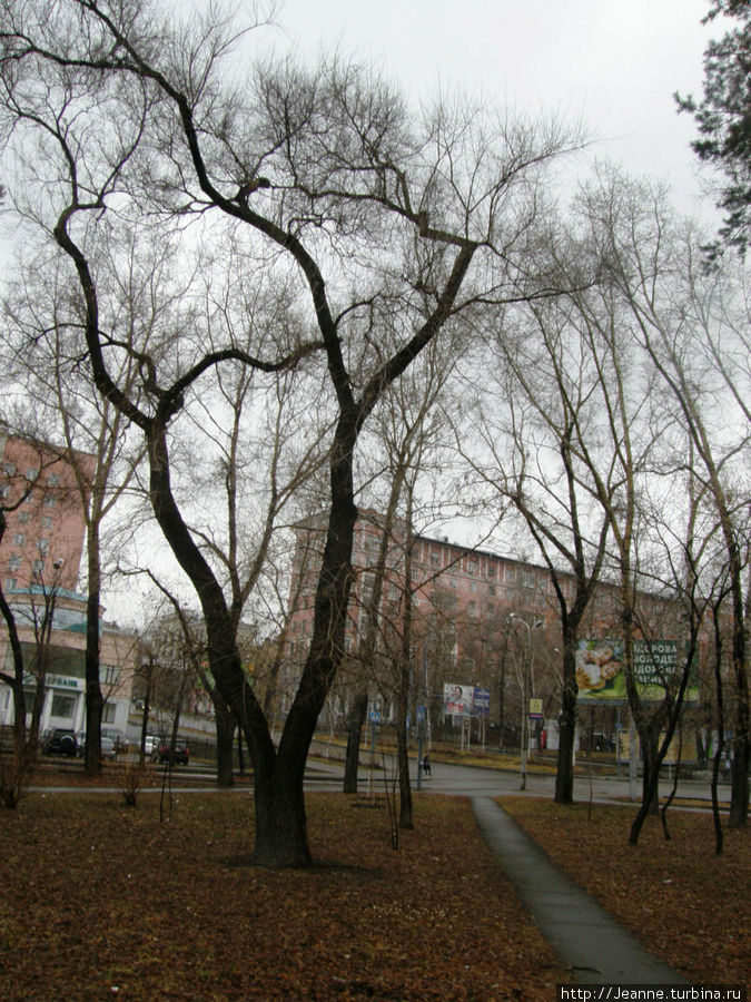 Уссурийский Бульвар... Такие кружевные деревья... Хабаровск, Россия