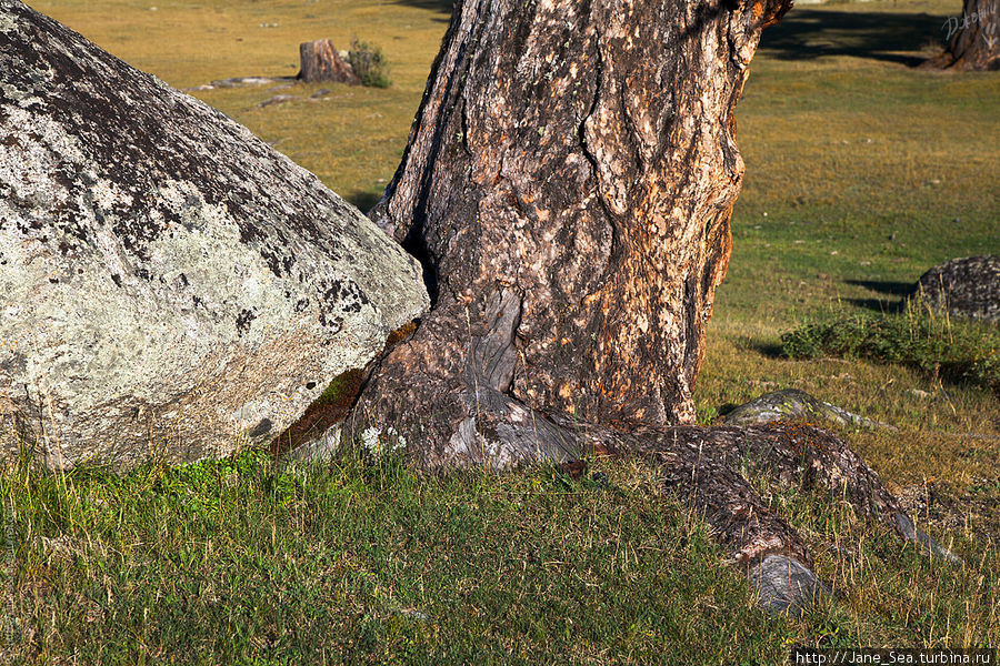 Вот так прочно срастаются деревья с камнями, что дает их стволам дополнительную устойчивость при сильных ветрах. Джазатор, Россия