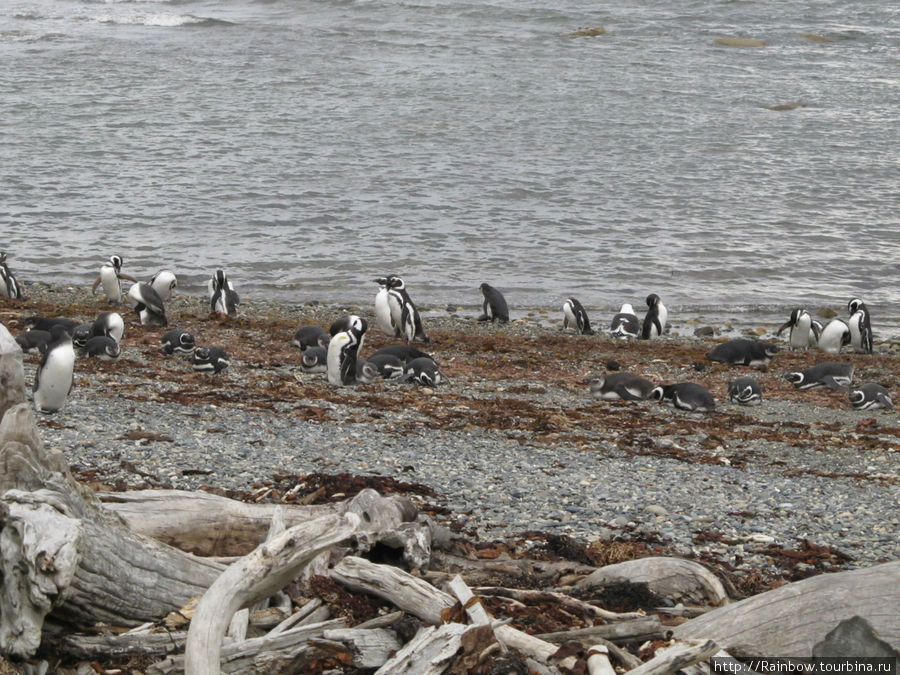 А пингвинам видать в самый раз, не холодно совсем Лагуна-Отвей, Чили