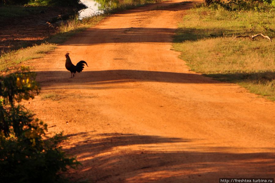 Джунглевый петушок часто выбегает на опушку лесного массива, а на дороге его поймать — удача! Он довольно пуглив и бегает ооооочень быстро. Шри-Ланка