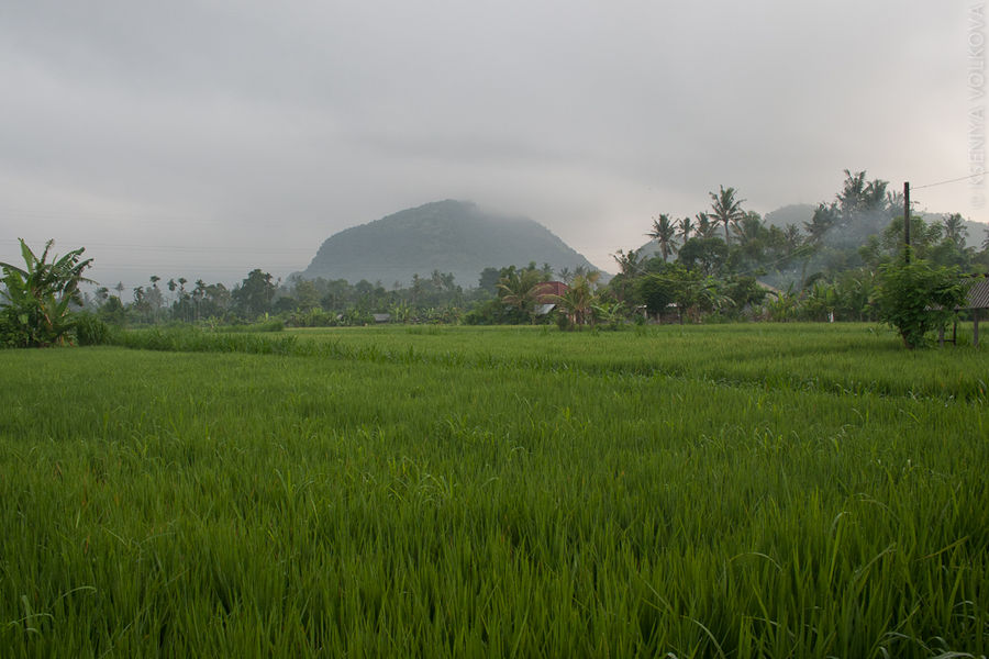 Рисовые поля по дороге к Паданг-Бэю, окутанные утренней дымкой Бали, Индонезия