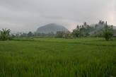 Рисовые поля по дороге к Паданг-Бэю, окутанные утренней дымкой