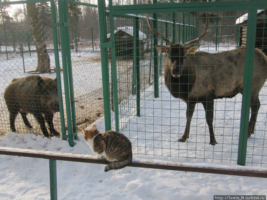 Зоопарк Кострома, Россия