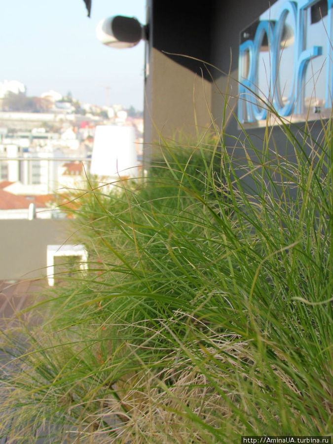 зелень на крыше Лиссабон, Португалия