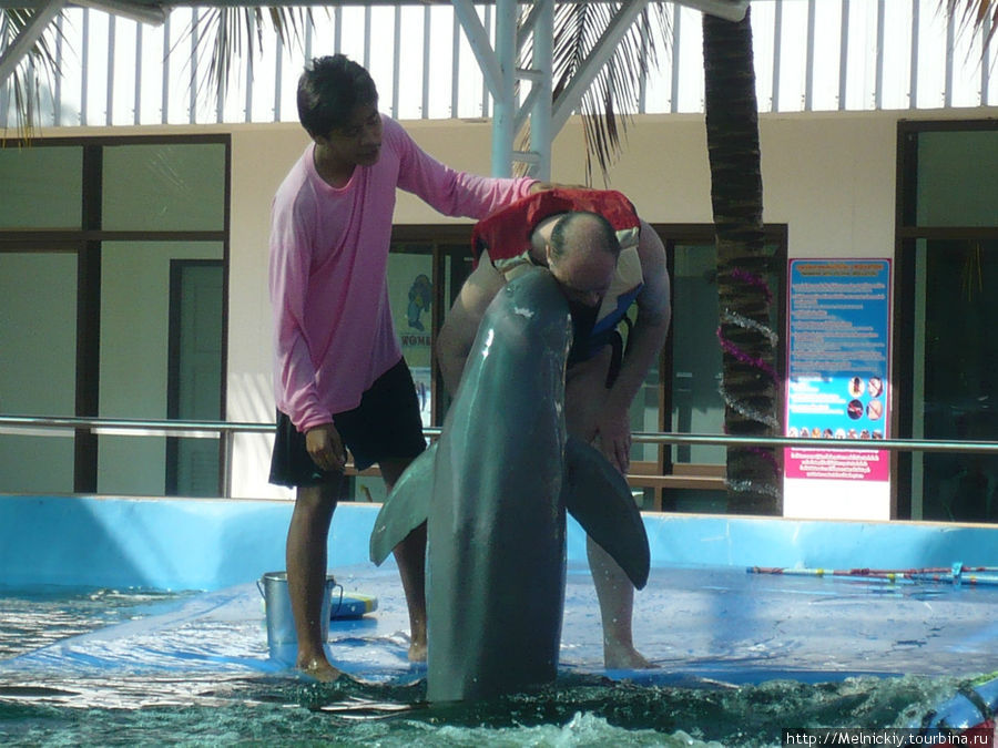 Купание с дельфинами и Шоу розовых дельфинов Паттайя, Таиланд