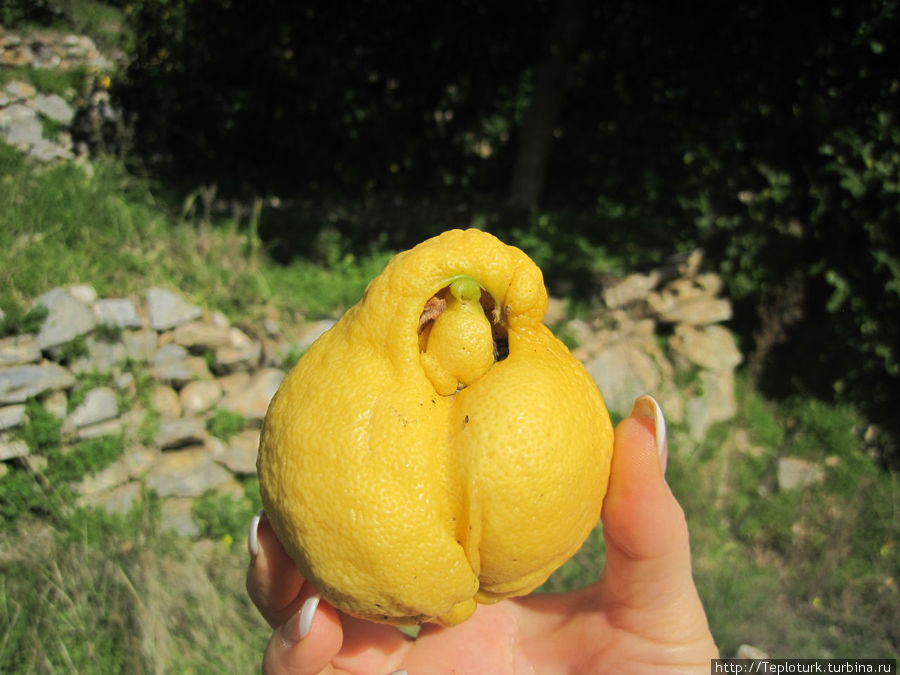 Уникальный лимон Алания, Турция