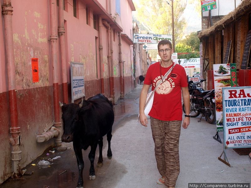 На улицах Ришикеша.
Коровы — ну куда же без них :-) Ришикеш, Индия