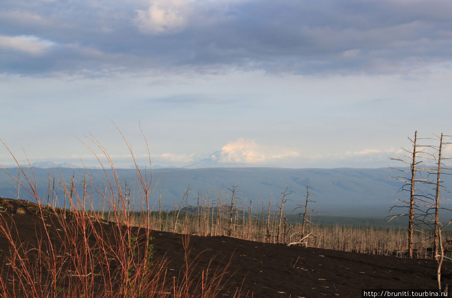 извергающийся вулкан Кизимен со стороны мертвого леса Камчатский край, Россия