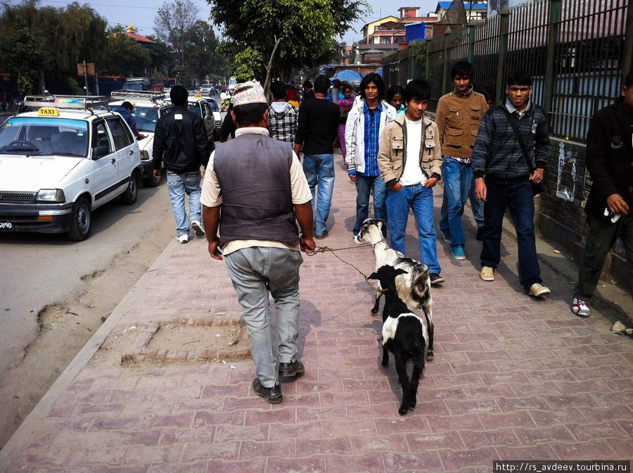 Выгуливает козочек) Катманду, Непал